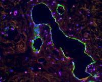 Color enhanced cell scan.